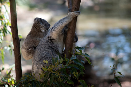 the mother koala is carrying her joey on her back