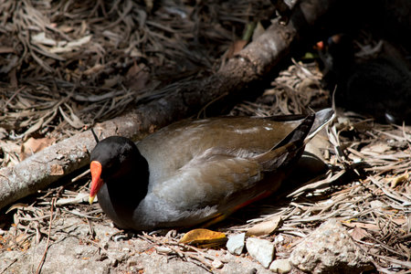 the dusky moore hen is resting in the shadows