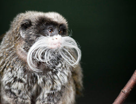 the emperor tamarin is a small primate that lives in the Amazon