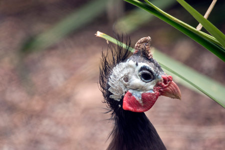this is a side view of a Helmeted Guinea fowl