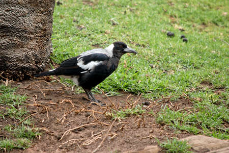 the magpie is looking for bugs to eat in the grassの写真素材