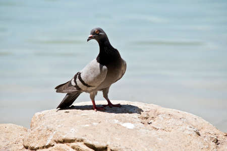 the rock dove is a feral pigeon found throughout Australiaの写真素材