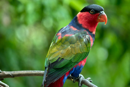 the blacked capped lory is perched on a branch 