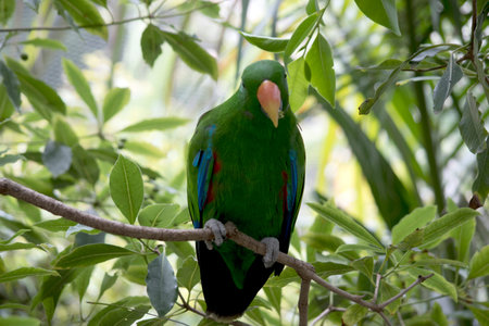 the electus parrot is eating a leaf