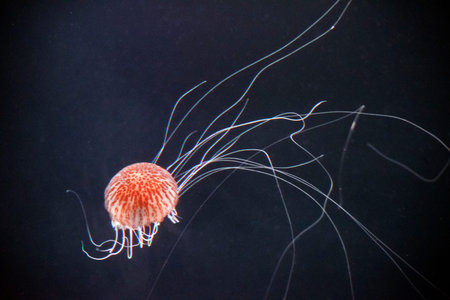 the jellyfish tentacles are extremely long