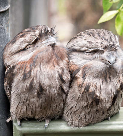 the two tawny frogmouths are perched on a fenceの写真素材