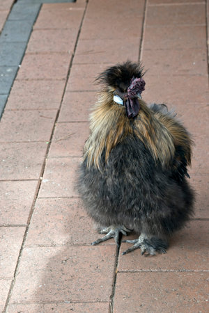 the silkie chicken is a fluffy chickenの写真素材