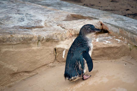 the fairy penguin is looking out for other animalsの写真素材