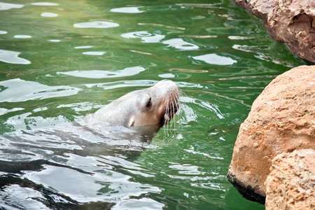 the sealion is swimming with a fish in his mouthの写真素材