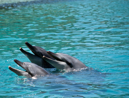 this is a pod of three bottle nosed dolphins