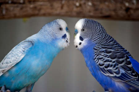 the blue budgerigars is courting and doing mating ritualsの写真素材