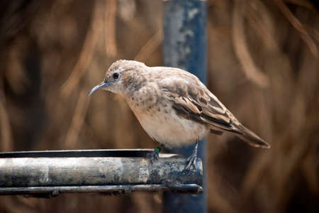 the honeyeater is perched on a metal barの写真素材