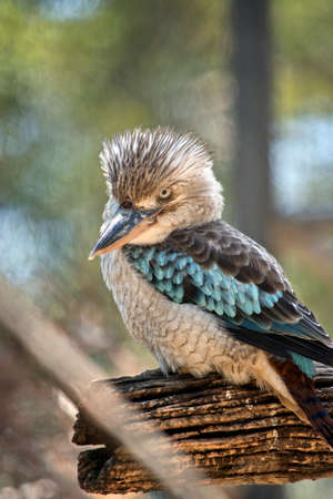 the blue winged kookaburra is perched on a branchの写真素材