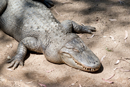 this is a close up of an alligator