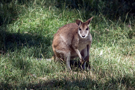 the red necked wallaby is looking for food in the grass