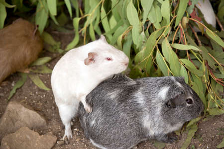 the two guinea pigs are mating next to a treeの写真素材