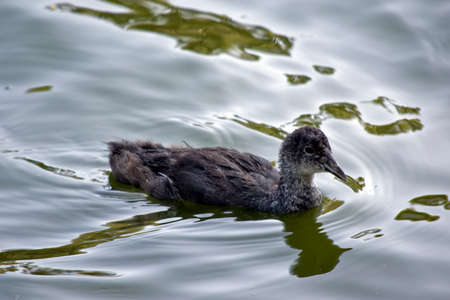 the Eurasian coot chick is swimming in a lakeの写真素材
