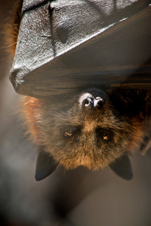 the fruit bat hangs upside down while resting