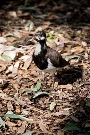 the banded lapwing is looking for foodの写真素材