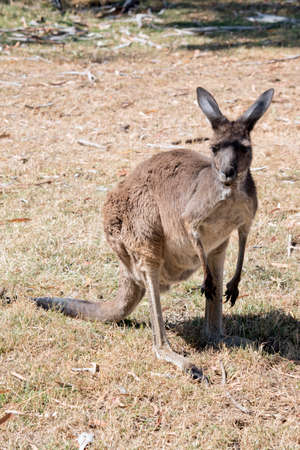 the western grey  kangaroo is a friendly brown kangaroo with black pawsの写真素材