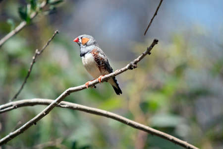 the zebra finch is perched on a small twigの写真素材