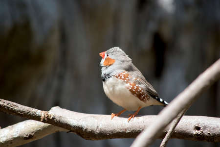 the zebra finch is perched on a small twigの写真素材