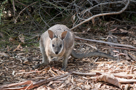 the tammar wallaby is a small grey and white marsupial