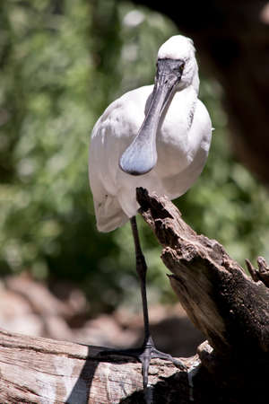 the royal spoonbill is standing on one legの写真素材