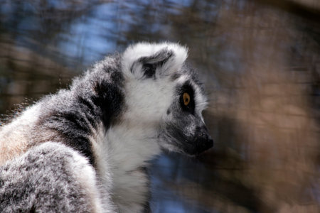 the ring tailed lemur is a grey and white primate