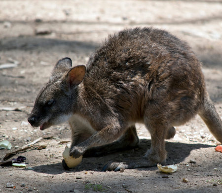 the red necked wallaby is eating food left on the ground
