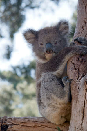the joey koala was saved after the bush fire on Kangaroo Islandの写真素材