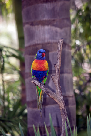 the rainbow lorikeet is perched on a tree branch