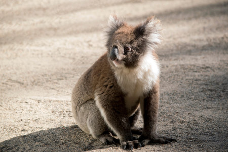 the Australian koala is on the ground moving from tree to tree