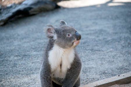 the Australian koala is on the ground sittingの写真素材