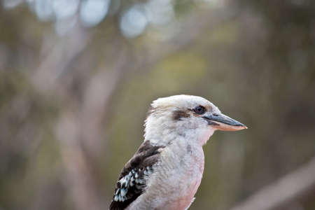 this is a close up of a laughing kookaburraの写真素材