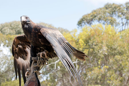 the wedge tail eagle is flapping his wings