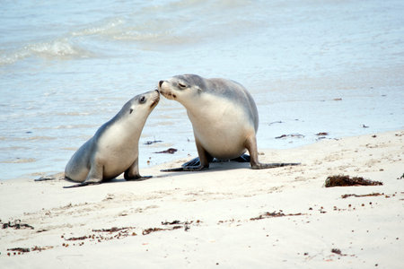 the pup gives the mother sea lion a kissの写真素材