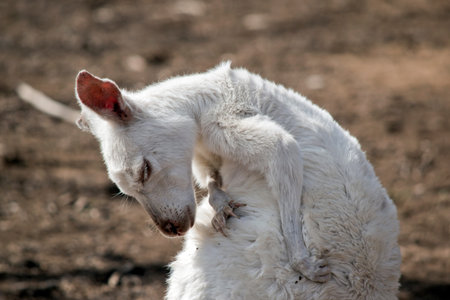 the albino western grey kangaroo is preening himself