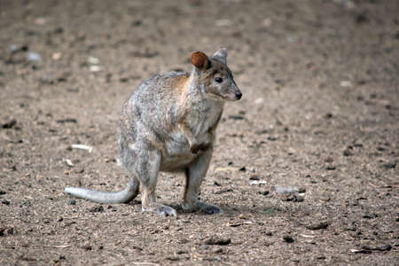 the red necked pademelon is a small wallabyの写真素材