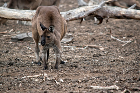 the western grey kangaroo is in a field looking for food
