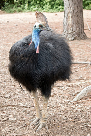 the cassowary is a large black flightless bird 