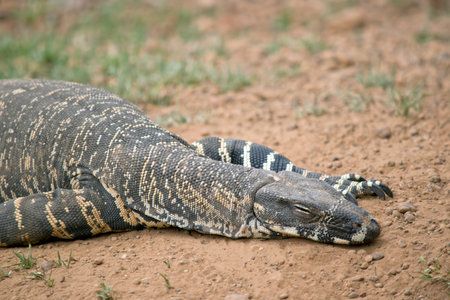 the Rosenberg's lizard is resting in the sun to warm up