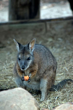 the tammar wallaby is an endangered animal found on Kangaroo Island. It is a small grey and tan  wallaby.の写真素材