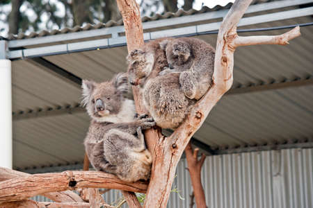three kooala are resting on a treeの写真素材