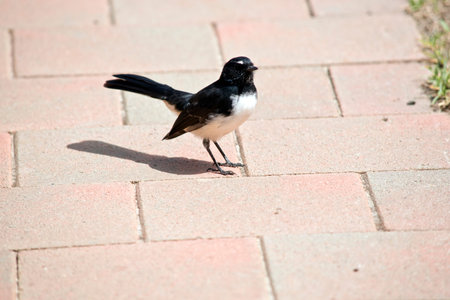 the willy wagtail is looking for food  on the ground