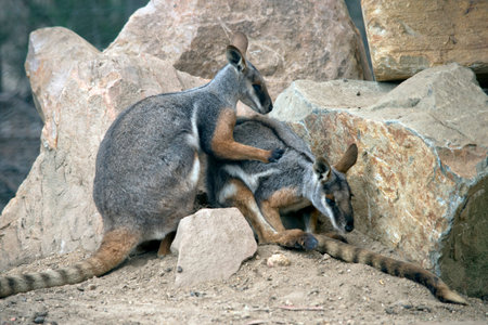 the Yellow footed rock wallabies have long tails and long eye lashesの写真素材