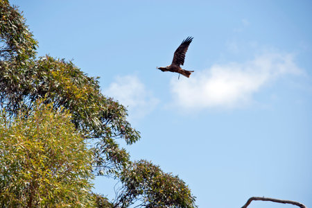 the black kite is flying high in the sky