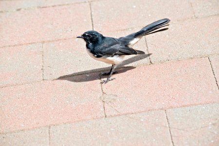 the willy wagtail is a small black and white bird