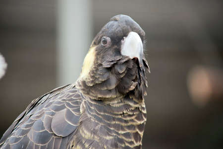 the yellow tailed  black cockatoo has yellow cheeks and brown eyesの写真素材