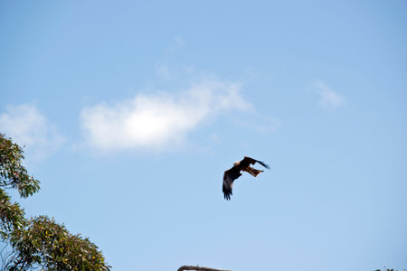 the black kite is flying high in the sky